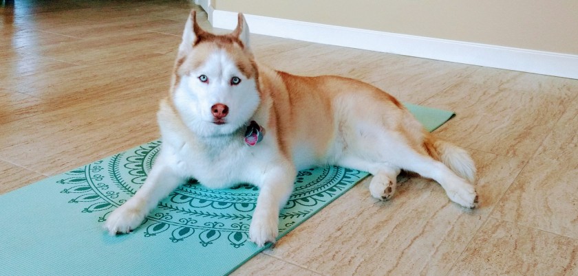 Siberian husky on a blue yoga mat